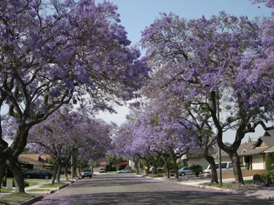 Jacaranda trees lining Cerritos residential street