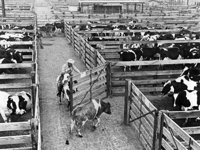 Historical black and white photo of cows in Cerritos